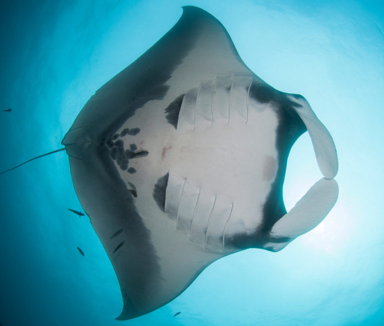 giant manta ray